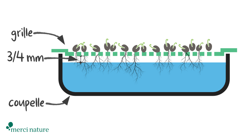 Attention à laisser quelques mm entre la grille et l’eau afin que les racines puissent respirer. Utilisation d’une coupelle de germination pour graines germées.