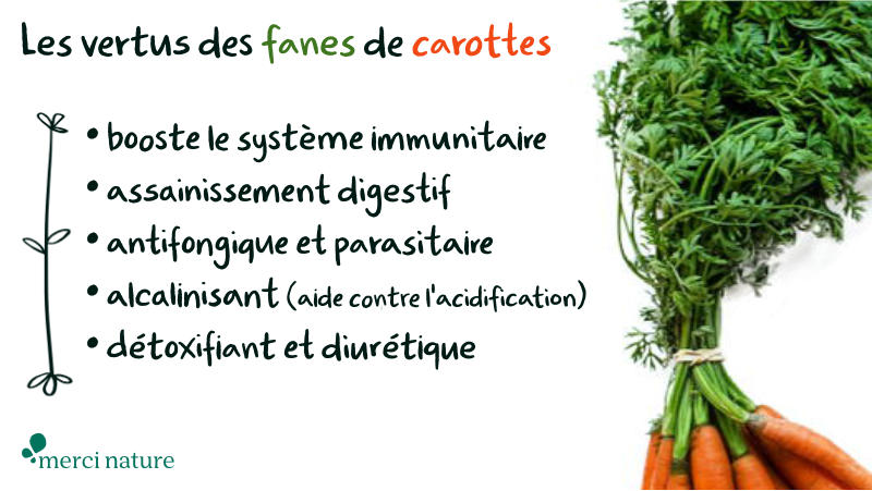 Les vertus des fanes de carottes