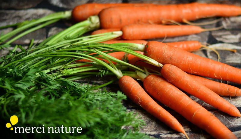 Fanes de carottes pour recette