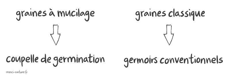 Germoir Coupelle - pour graines à mucilage