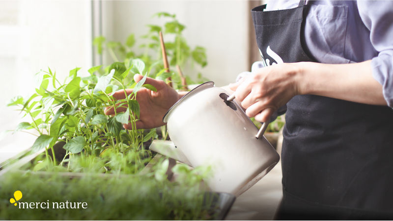 Potager intérieur ou potager de balcon