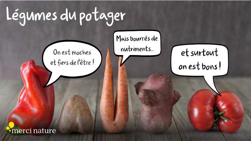 Légumes potager urbain