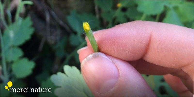 Le suc de la plante chelidoine soigne les verrues.