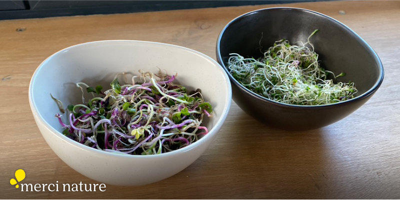 Graines germées : pré-germination, jeunes pousses, jus d'herbes – QUB livre