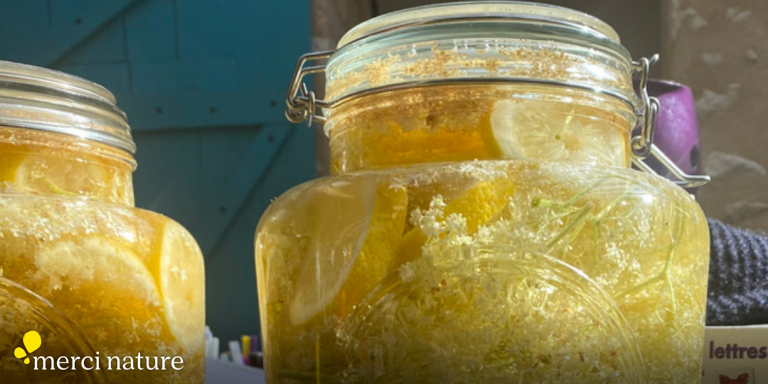 La limonade de sureau, une recette simple et rapide